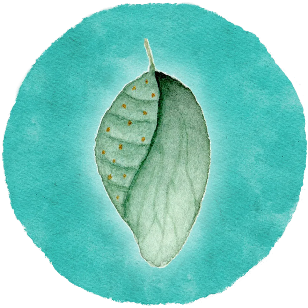 Aquarell: Kokon an einem Blatt