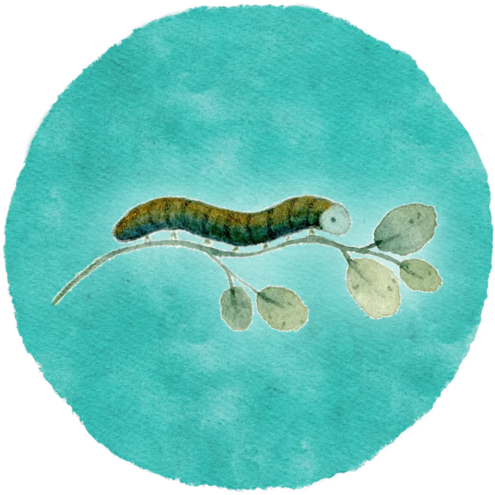 Aquarell: Raupe auf einem Zweig